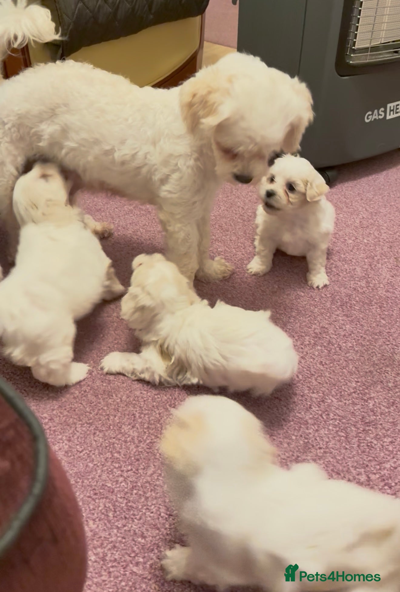 Bichon Frise dogs Adorable Maltese Puppies - Home Reared & Loving in Nuneaton - Advert 1