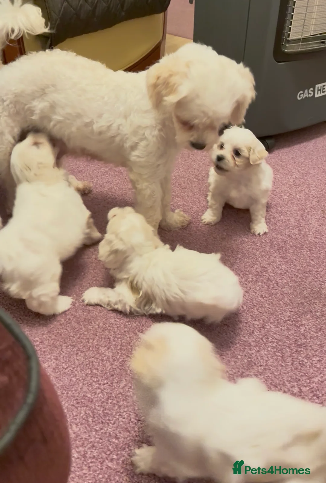 Bichon Frise dogs for sale: Adorable Maltese Puppies - Home Reared & Loving in Nuneaton - Advert 1