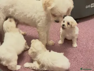 Bichon Frise dogs Adorable Maltese Puppies - Home Reared & Loving in Nuneaton - Advert 1