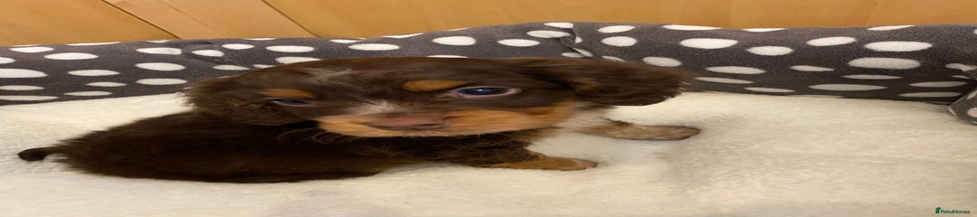 Cocker Spaniel Puppy 3