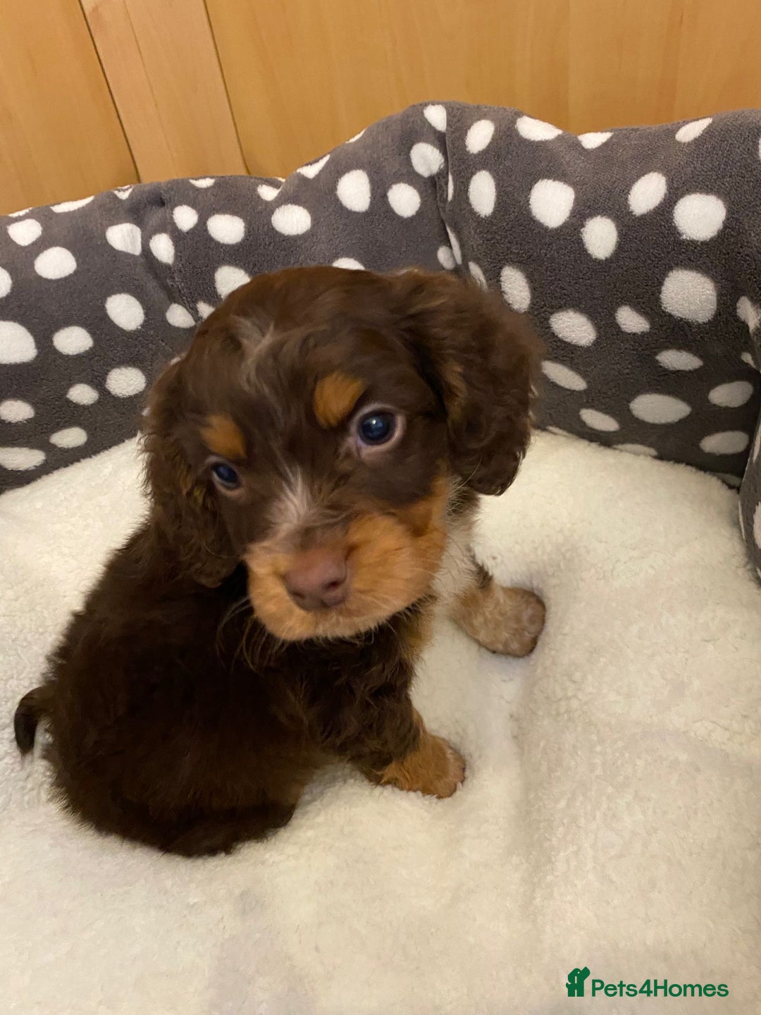 Cocker Spaniel dogs for sale: Working Cocker spaniel puppies  - Image 5