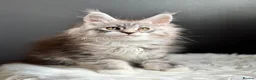 Maine Coon cats for sale: Outstanding Russian line kittens  - Advert 13
