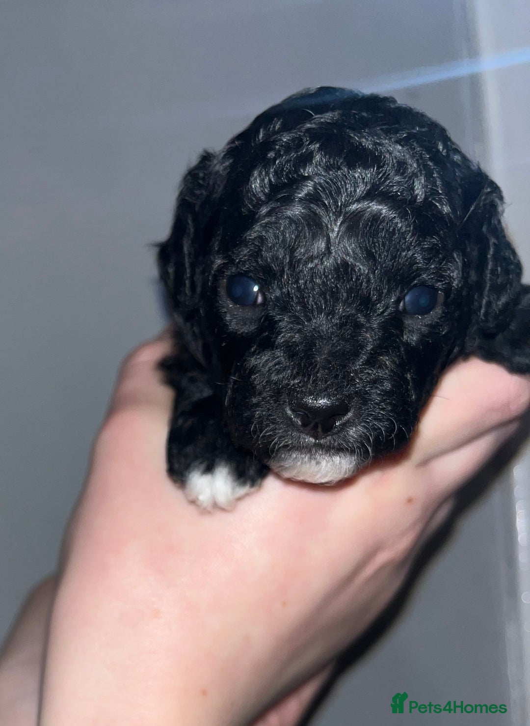 Mixed Breed dogs for sale: Cavapoochon puppies - Advert 7