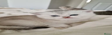 British Shorthair Kitten 1