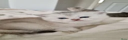 British Shorthair cats for sale: 😸Chubby BritishShorthair🐾 Kittens🐾 - Advert 5