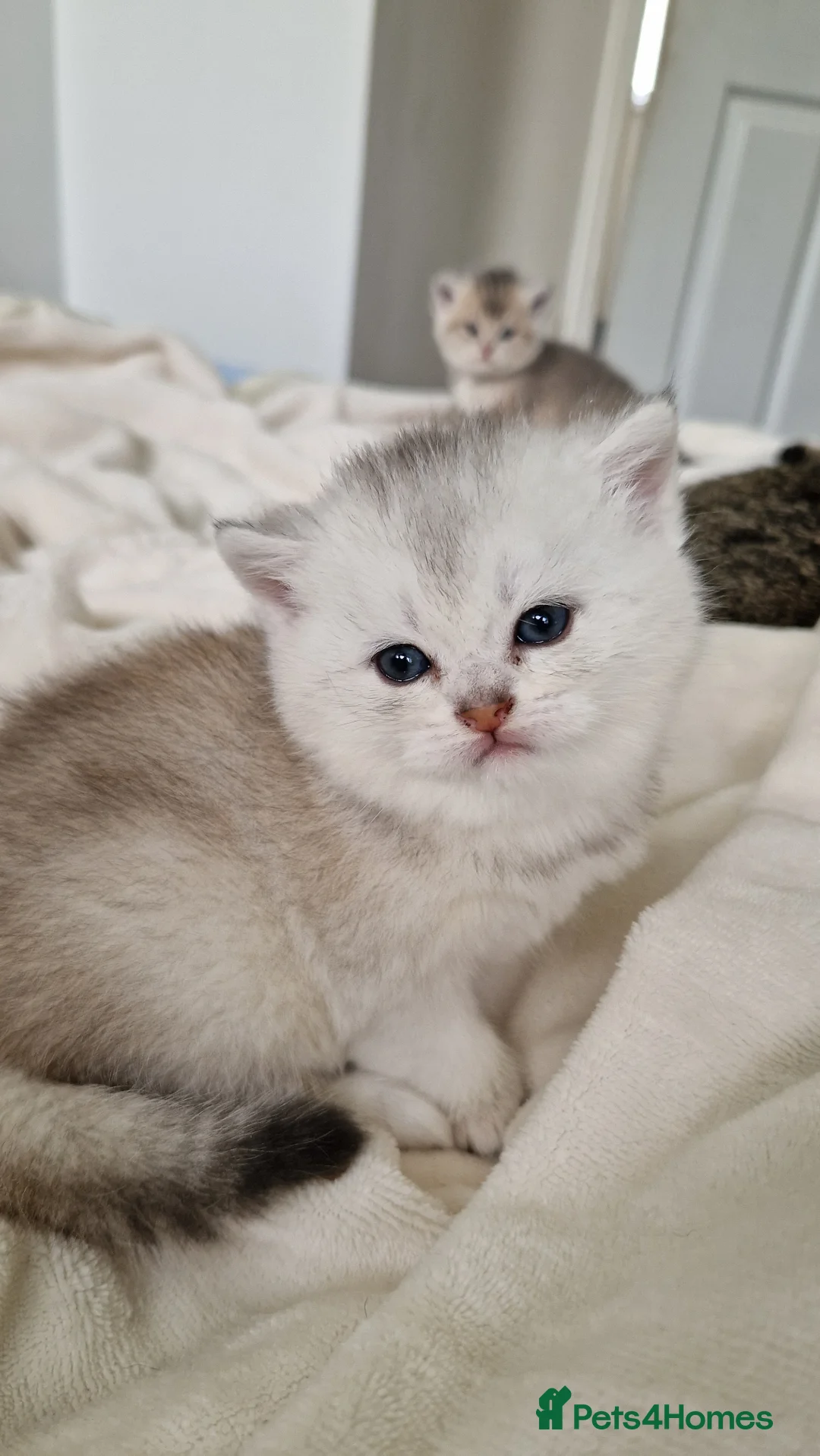 British Shorthair cats for sale: Reduced ggcf reg BritishShorthair🐾 Kittens🐾 - Advert 13