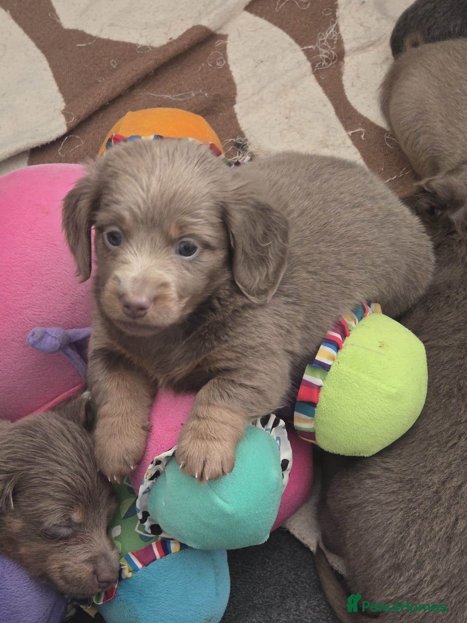 Dachshund dogs Mini dachshund long hair £850 each  - Advert 2