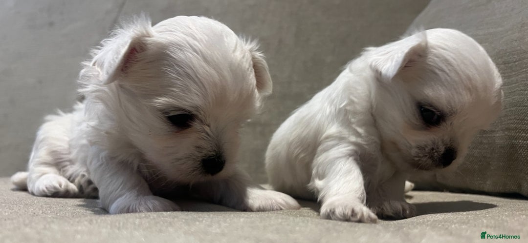 Maltese dogs for sale: Tiny Korean Maltese Boys - Advert 10