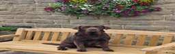 Labrador Retriever dogs for sale: Labrador Puppies – KC Reg & Health Tested Lines - Advert 5