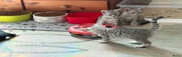 Maine Coon cats for sale: Maine Coon Cross British short hair  - Advert 3