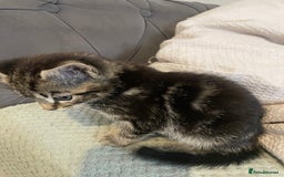 Mixed Breed cats for sale: Beautiful kitten  - Image 9