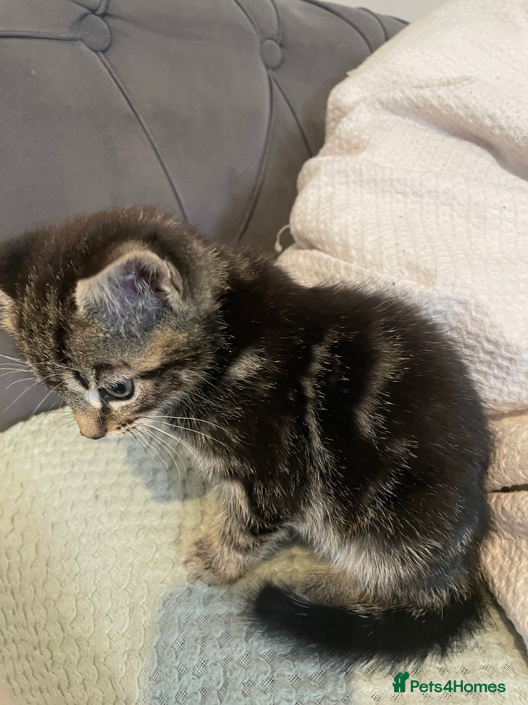 Mixed Breed cats for sale: Beautiful kitten  - Image 9