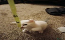 British Shorthair cats for sale: Wee George  - Image 6