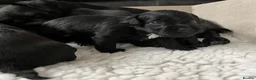 Patterdale Terrier dogs for sale: Stunning spooktacular Patterdale puppies  - Advert 8