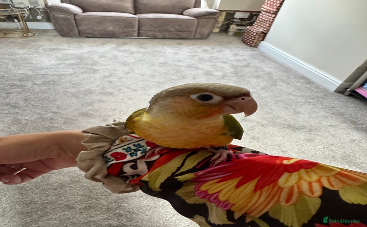 Conures birds - Advert 2
