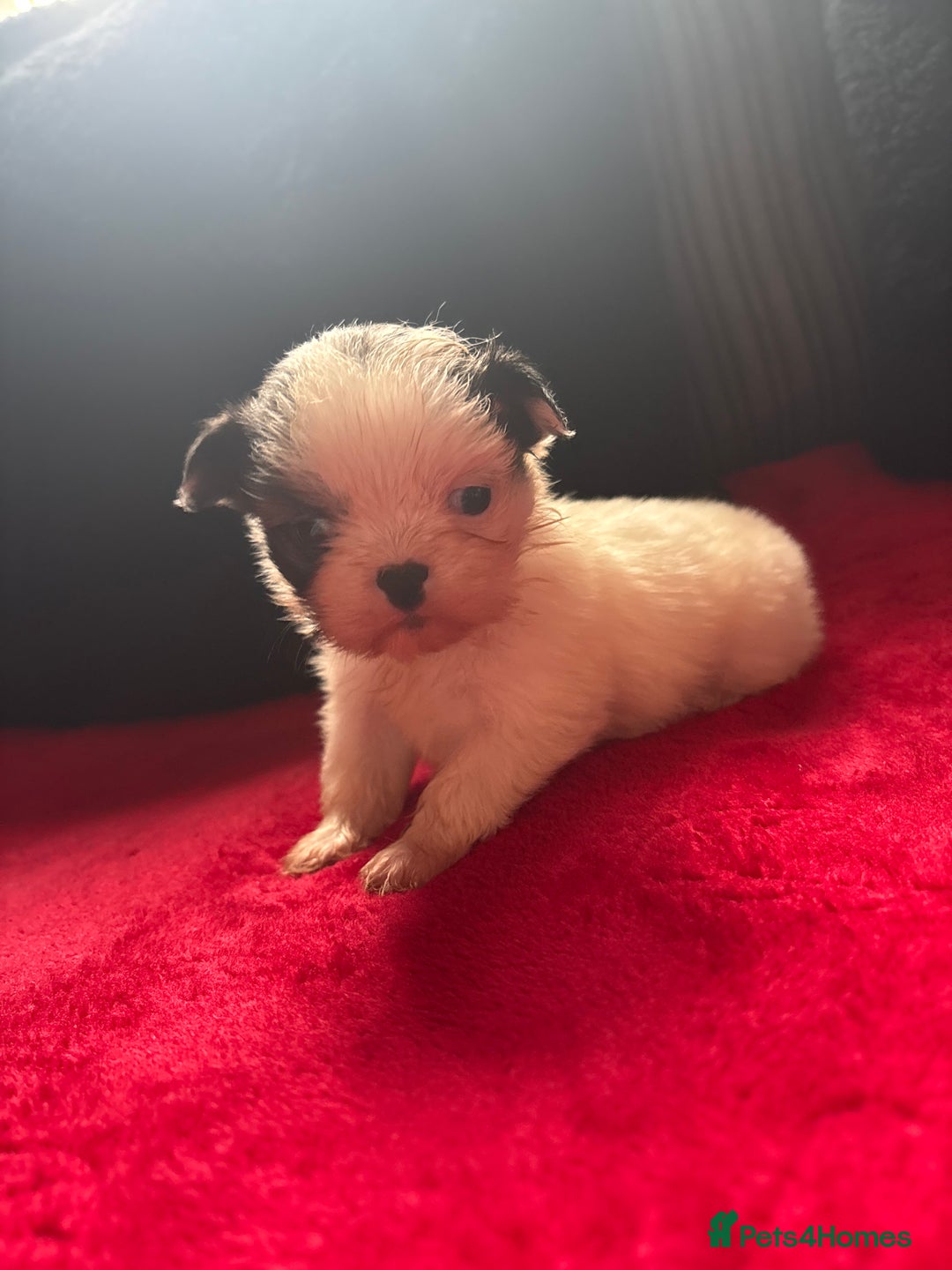 Mixed Breed dogs for sale: Shihtzu puppy’s  - Advert 5