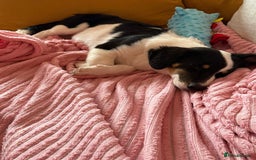 Mixed Breed dogs for adoption: Broccoli for adoption - Image 3