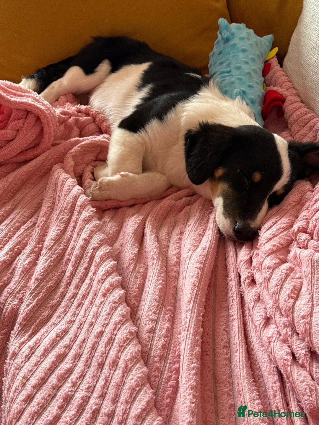 Mixed Breed dogs for adoption: Broccoli for adoption - Image 3