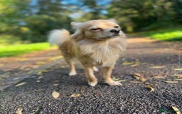 Chihuahua dogs for sale: Chihuahua pups looking for new home   - Advert 3