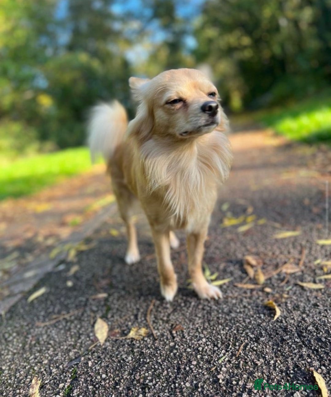 Chihuahua dogs for sale: Chihuahua pups looking for new home   - Advert 3