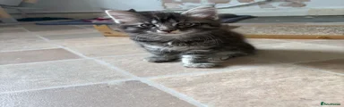Maine coon mix
