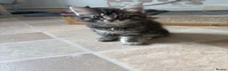 Maine Coon cats for sale: Maine coon cross - Advert 3