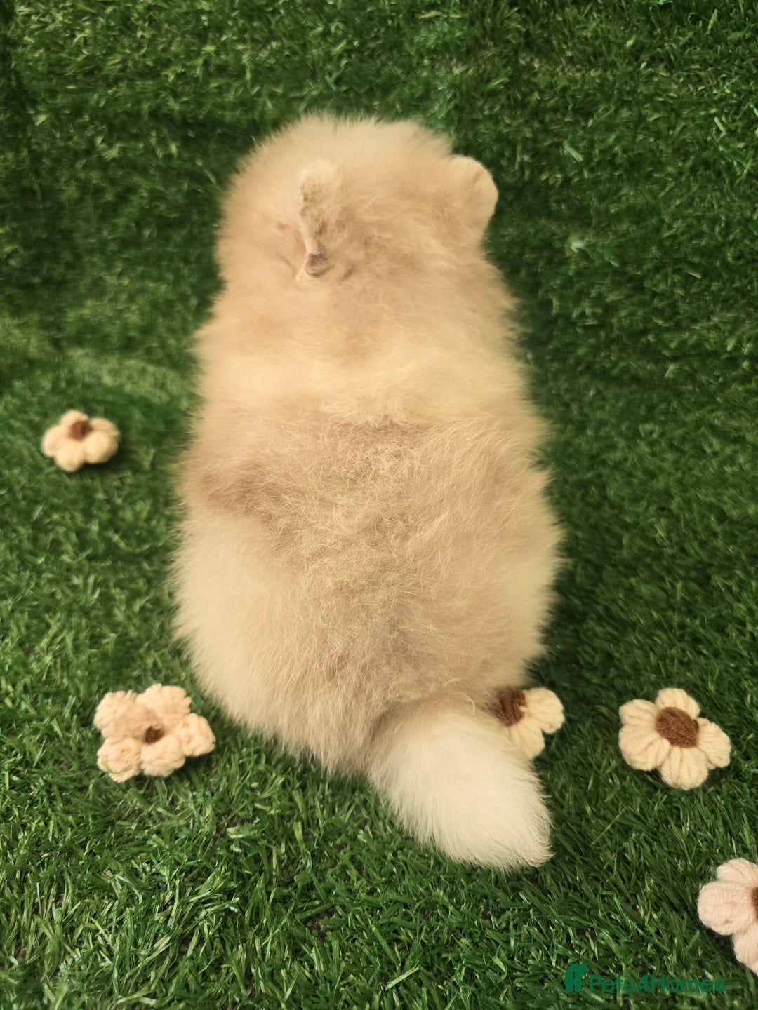 Pomeranian dogs for sale: 💜Lavender lilac chocolate merle exceptional poms - Advert 17