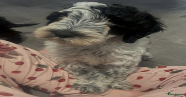Cockapoo dogs - Advert 13