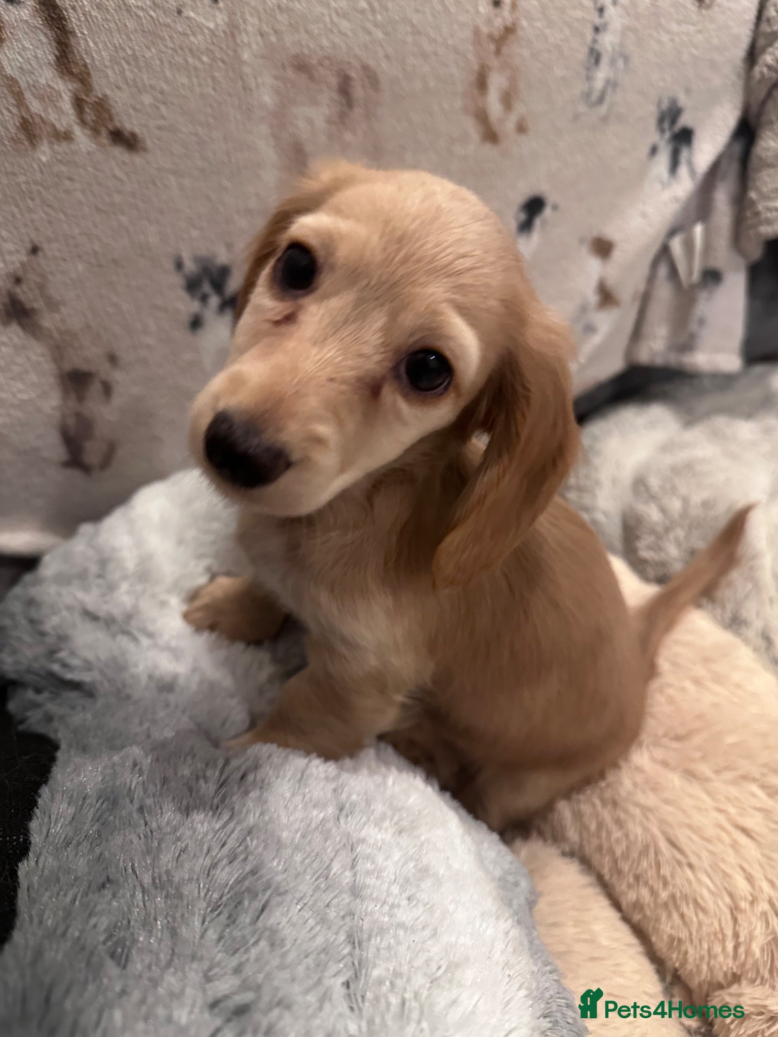 Miniature Dachshund Puppy 3