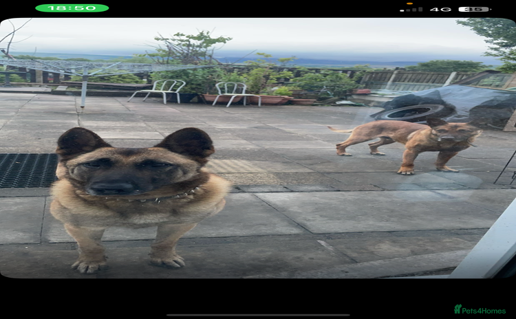 Belgian Shepherd Dog dogs - Advert 8