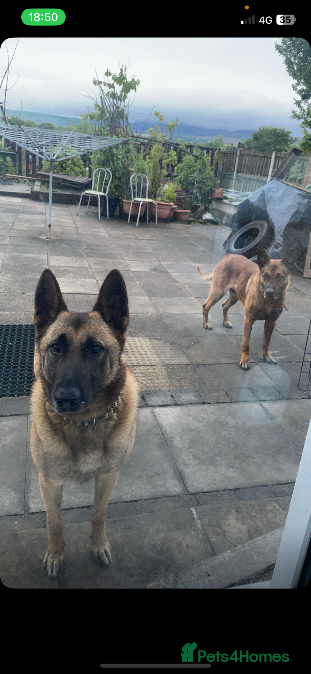 Belgian Shepherd Dog dogs for sale: Stunning Pure Belgian Malinois Pups - Image 1