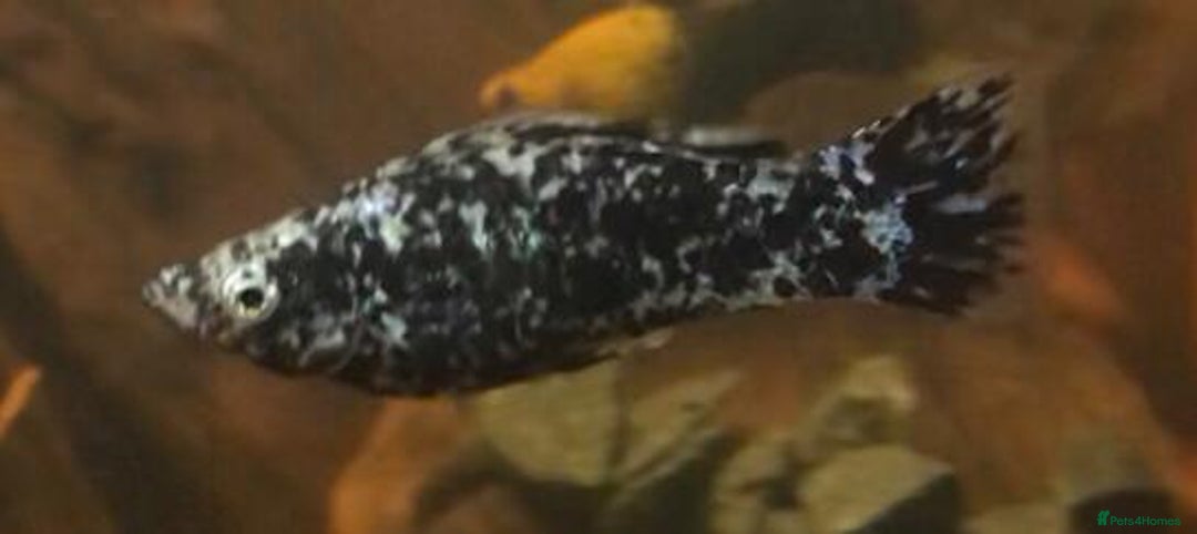 Other/Mixed Breed fish for sale: All fish sold individually for 10£ (info below) - Image 24