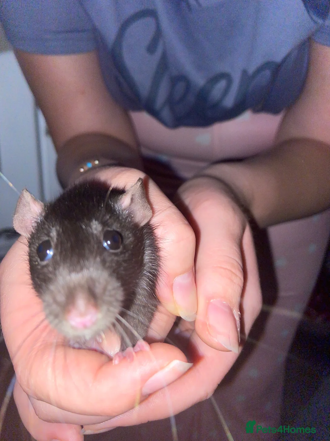Rat rodents for sale: 2 female-dwarf rats  - Advert 2