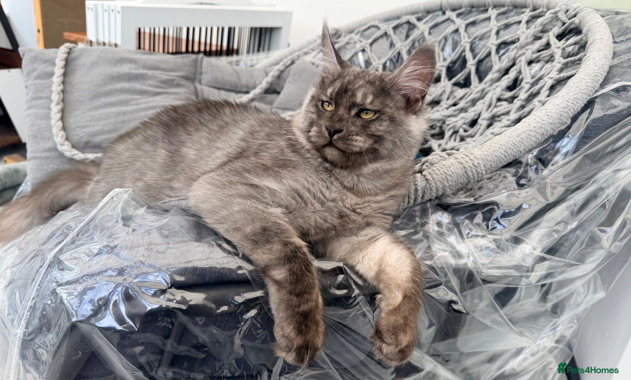 Maine Coon cats 2 stunning TICA Boys left - Advert 14
