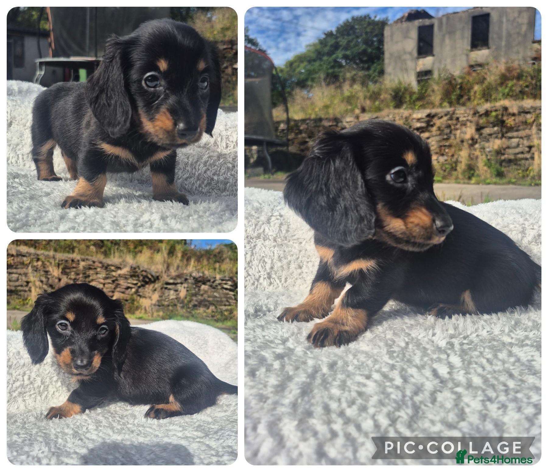 Miniature Dachshund dogs LONG HAIR PRA CLEAR MINIATURE DACHSHUND GIRL - Advert 3