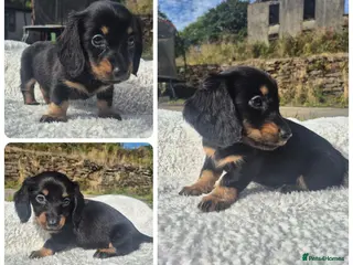 Miniature Dachshund dogs LONG HAIR PRA CLEAR MINIATURE DACHSHUND GIRL - Advert 3