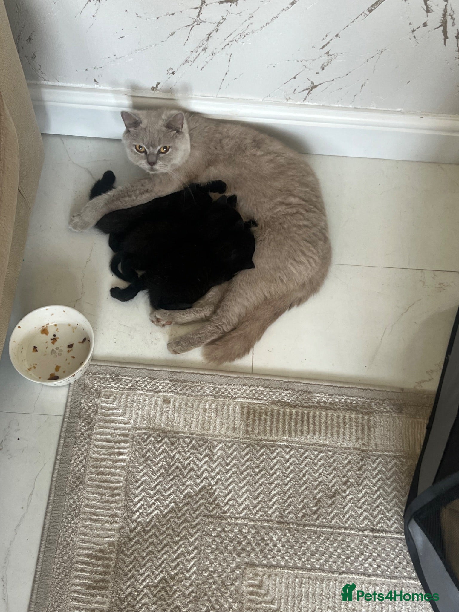 British Shorthair cats Half British short hair kittens - Advert 14