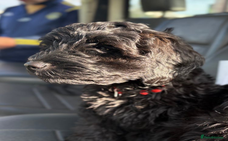 Cockapoo dogs - Advert 14