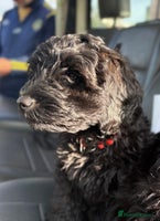 Cockapoo dogs - Advert 9
