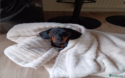 Dachshund dogs for sale: 1 year old Male Dauchund for Sale - Image 10