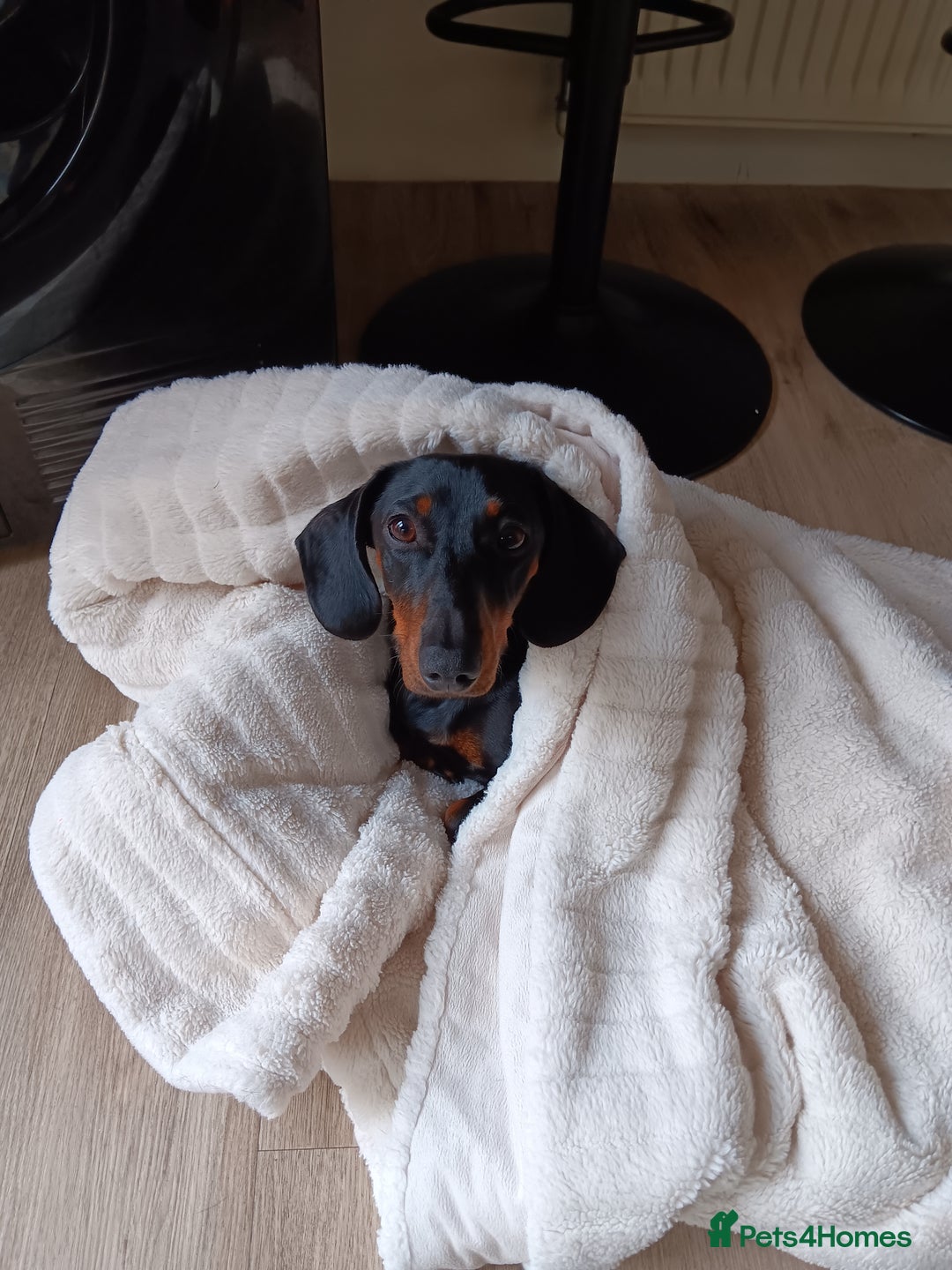 Dachshund dogs for sale: 1 year old Male Dauchund for Sale - Image 10