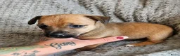 Jack Russell dogs for sale: Last male JRT to find he's forever home  - Advert 5
