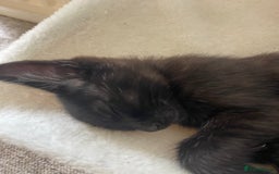 Mixed Breed cats for sale: Kittens ready for their new homes - Image 18