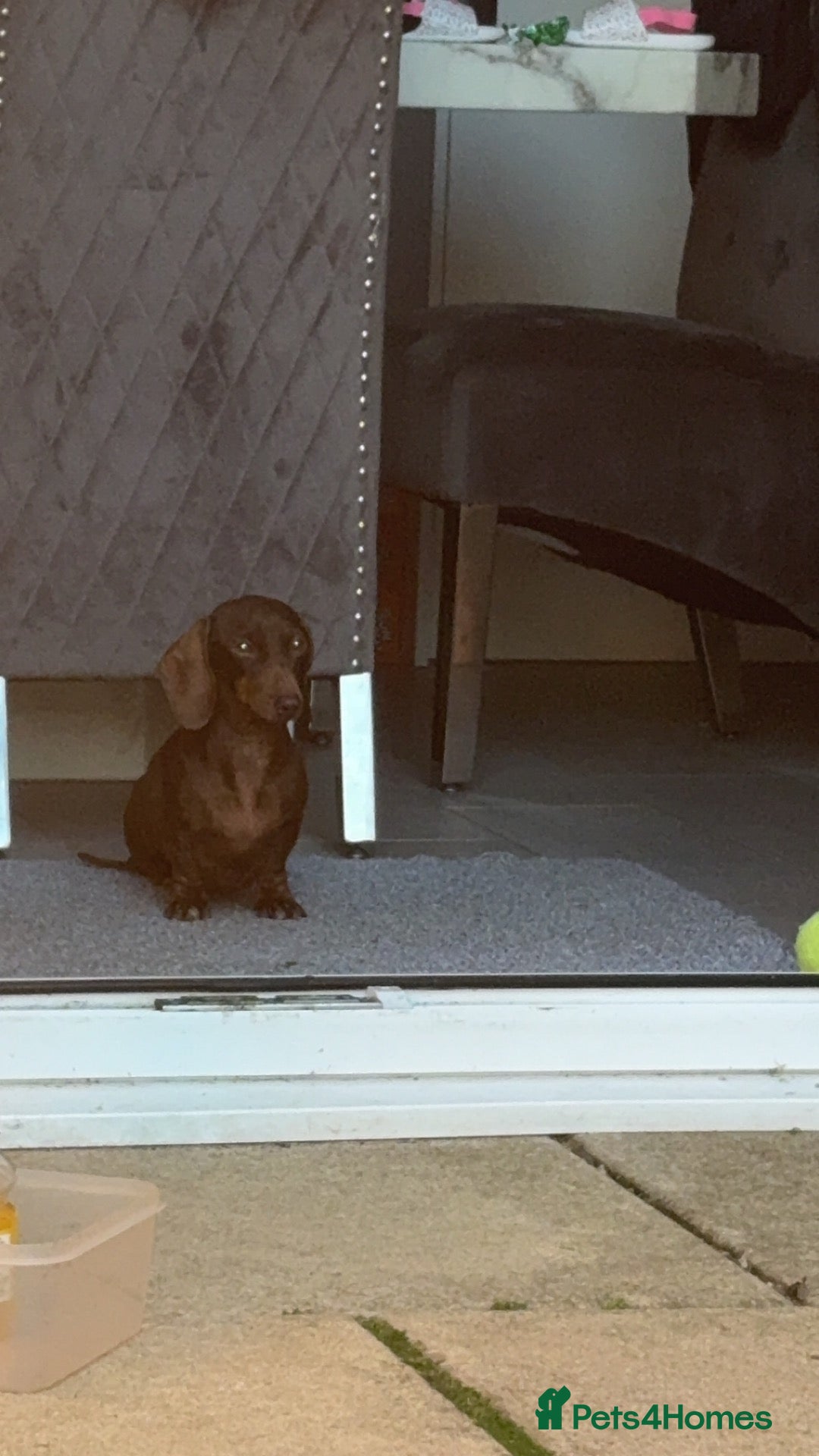Miniature Dachshund dogs Miniature dashhound - Advert 1