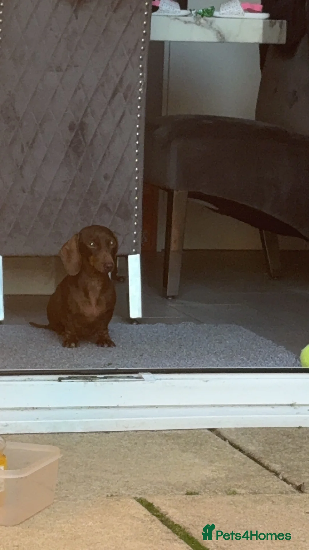 Miniature Dachshund dogs for sale: Miniature dashhound - Advert 1