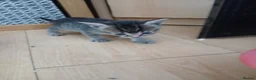British Shorthair cats for sale: 1 boys,6girls - Advert 9