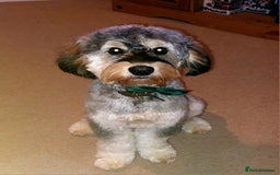 Cockapoo dogs for stud: Silver Phantom Parti Cockapoo for Stud - Advert 4