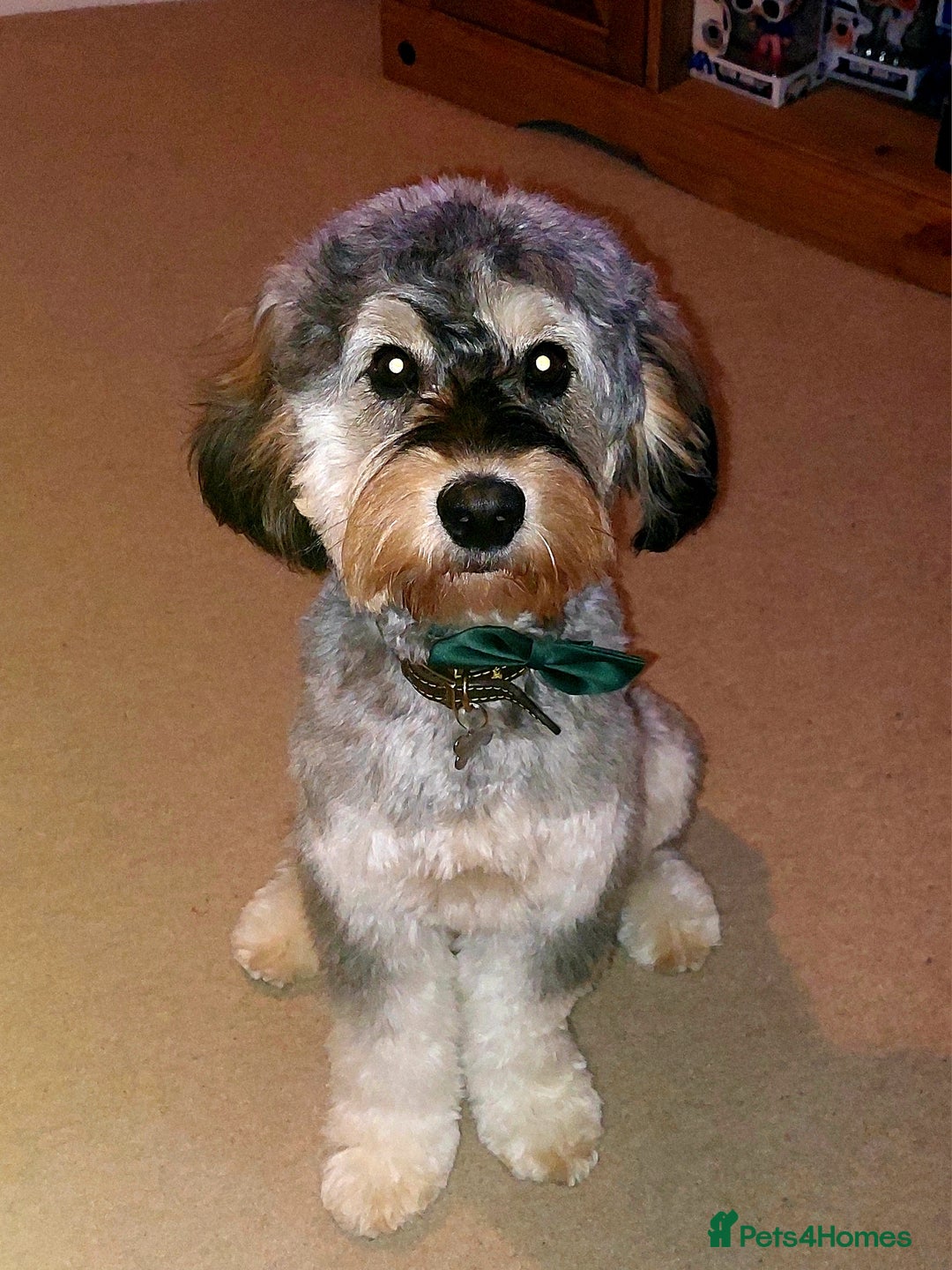 Cockapoo dogs for stud: Silver Phantom Parti Cockapoo for Stud - Advert 4