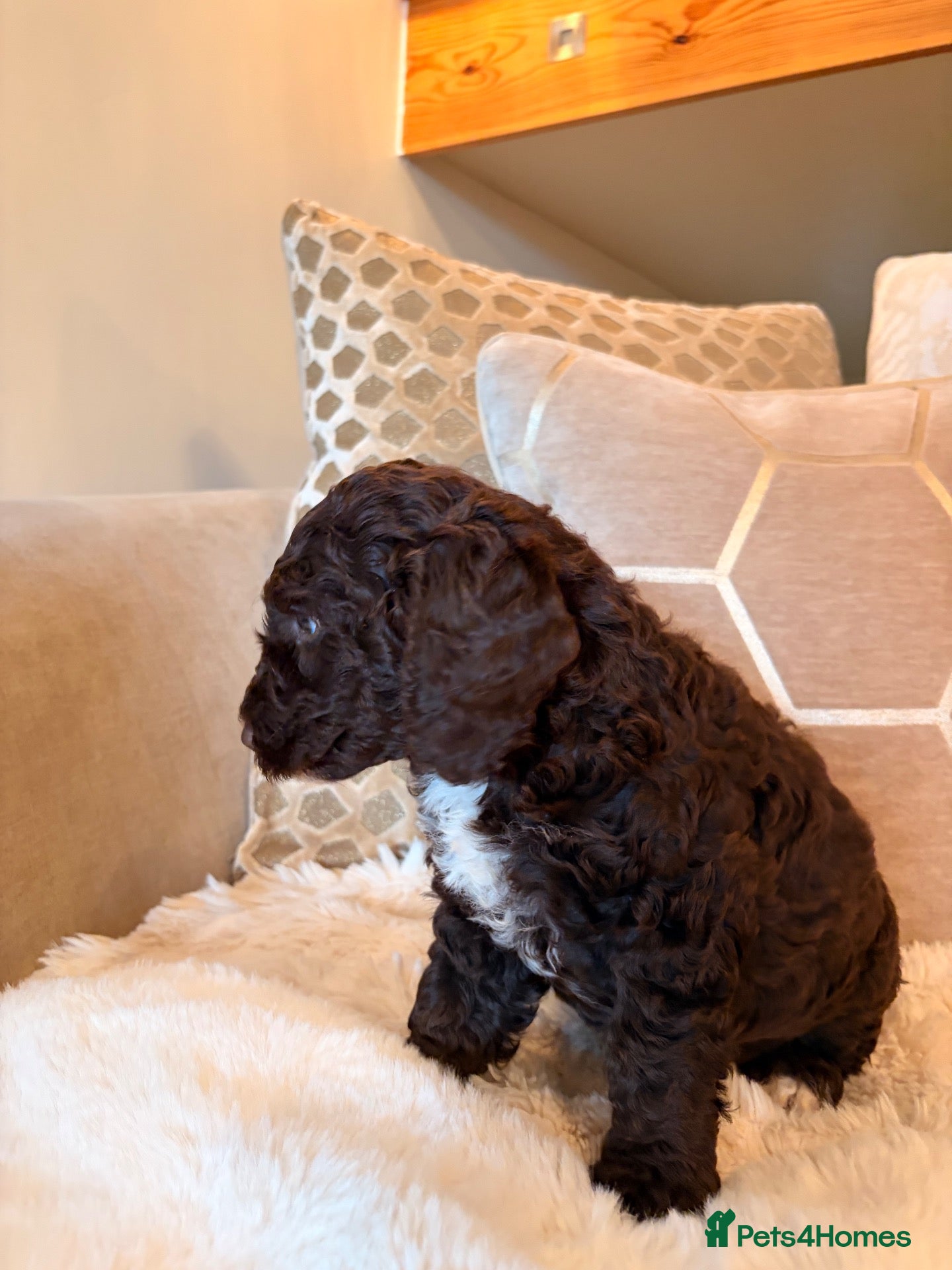 Labradoodle dogs ** RARE CHOCOLATE PARTI F1B LABRADOODLE GIRL ** - Advert 2