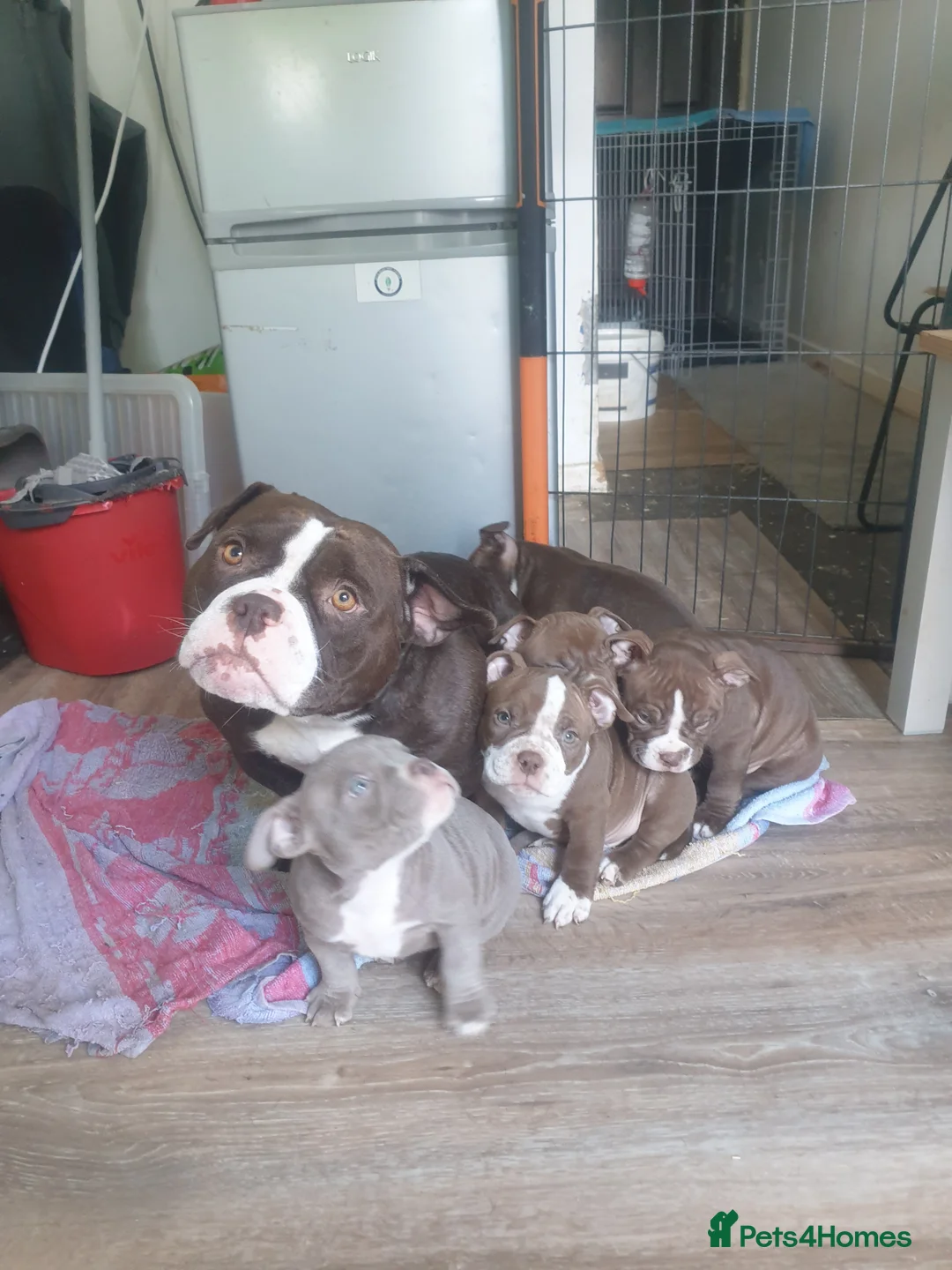 American Bully dogs for sale: Lilac Ghost Tri Micro Bully For Sale - Advert 2